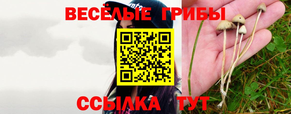 Псилоцибиновые грибы Cubensis Бор